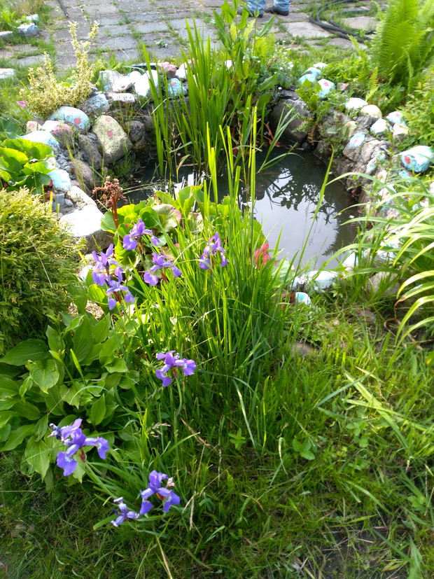 Nasze piękne oczko wodne