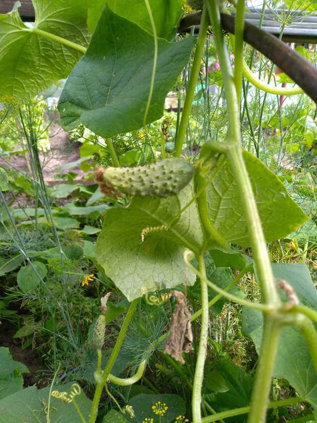 Ogórki powoli się pojawiają