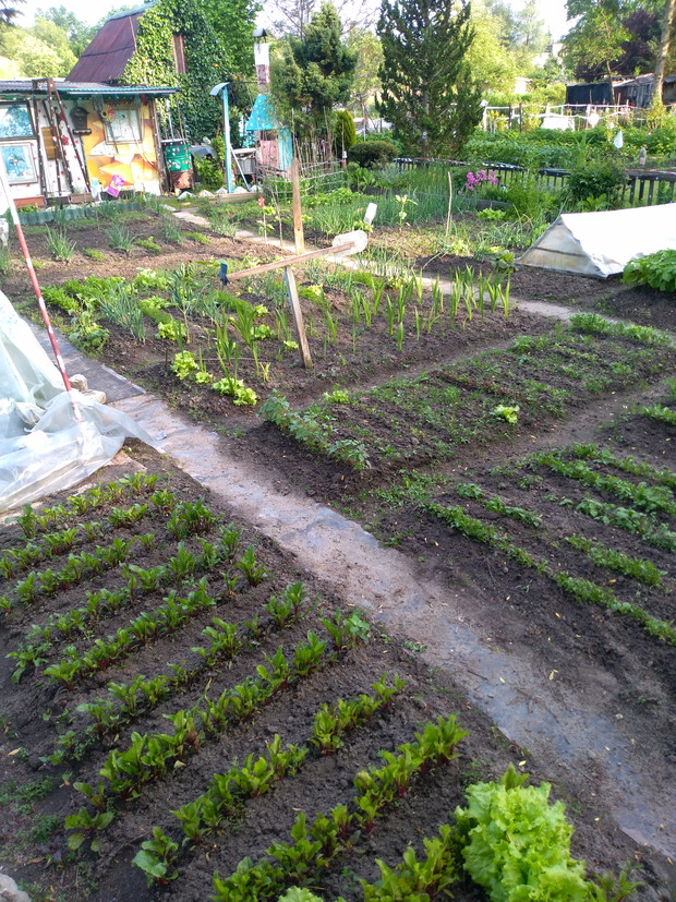 Początek lata na działce - wszystko rośnie