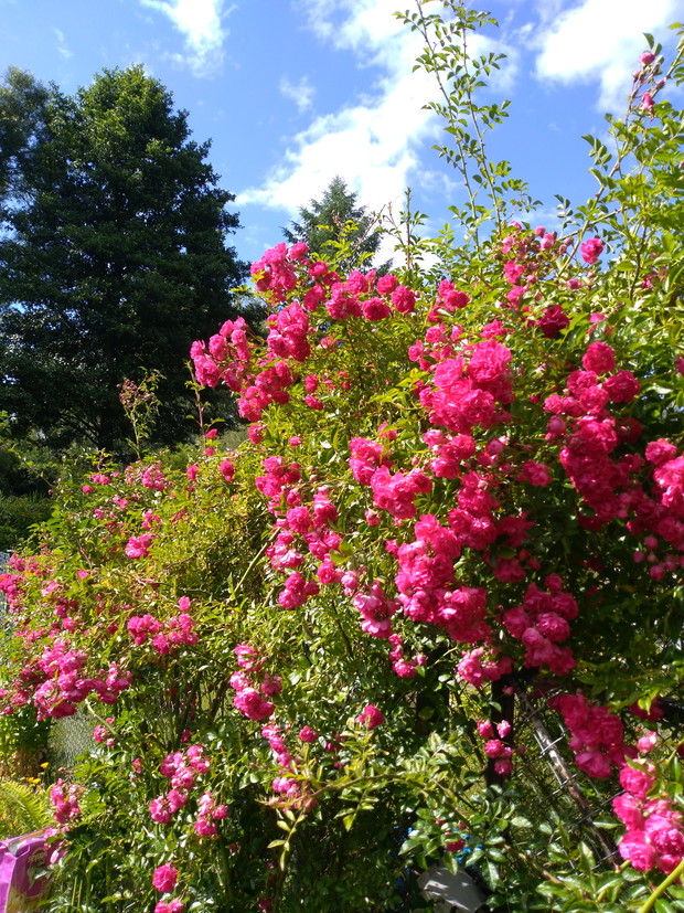 Przepiękna róża pnąca