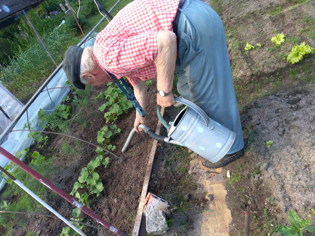 Sposób męża na podlewanie ogórków