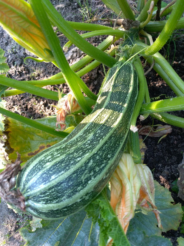 Cukinia i jej kwiaty