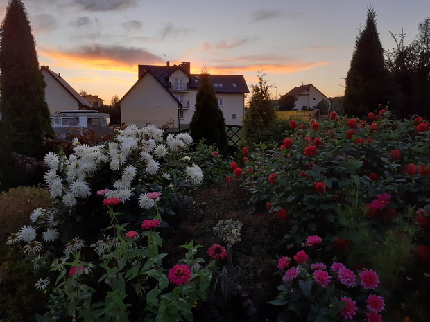 Dalie, królowe jesieni.