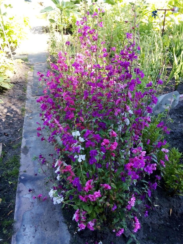 Klarkia - mój nowy nabytek - jestem z niego dumna!