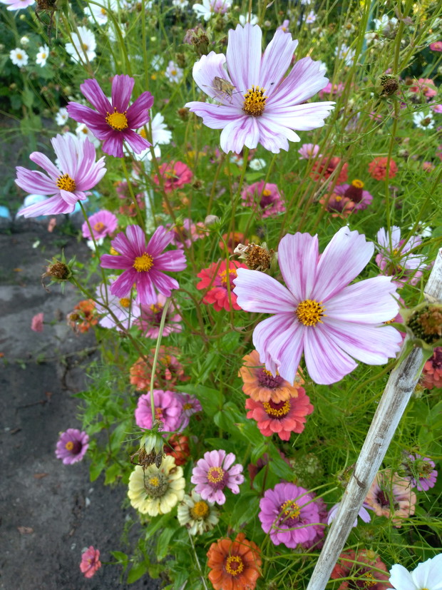 Kosmosy i cynie - piękny duet