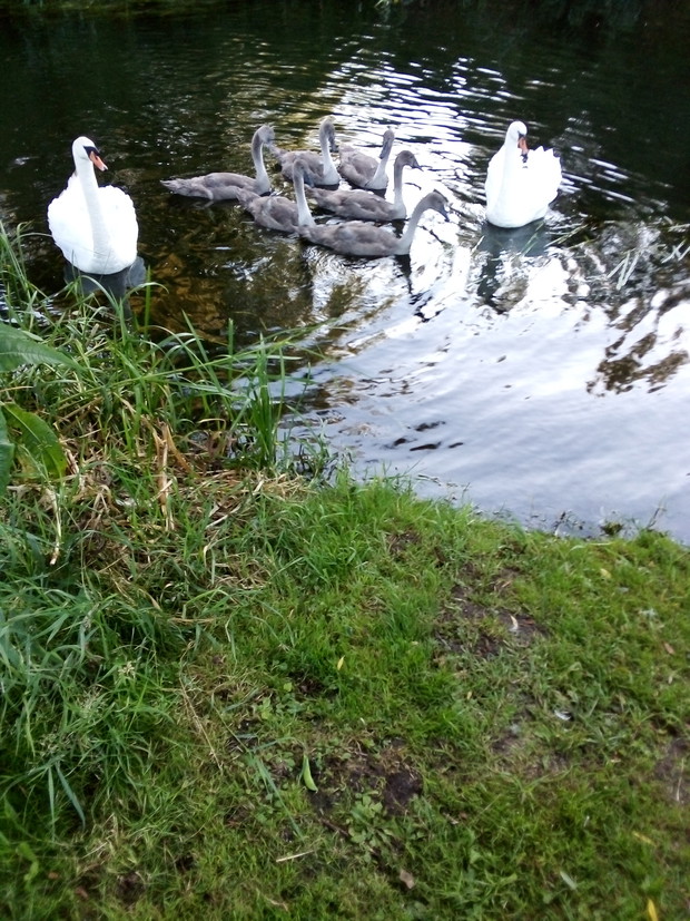 Łabędzie - rodzice i młode