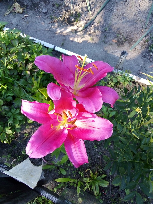 Lilia o pięknym kolorze fuksji