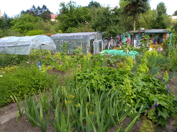 Ogród i bujna roślinność na nim