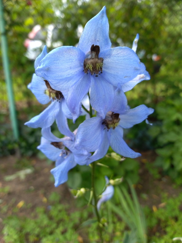 Ostróżka, czyli delfinium