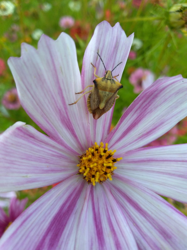 Owady mają się dobrze