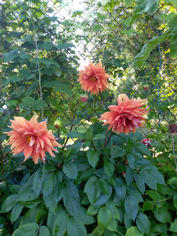 Piękne, brzoskwiniowe dalie