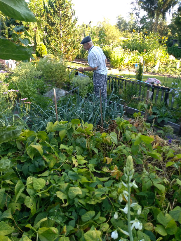 Podlewanie w tym okresie jest bardzo ważne.