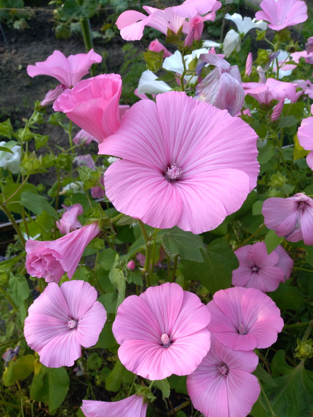 Przepiękna ślazówka