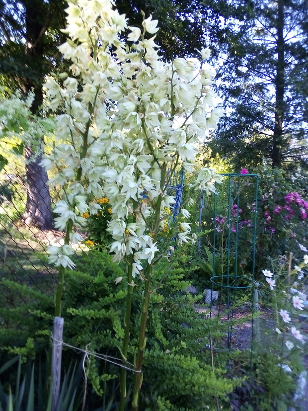 Przepiękna, wysoka i bujna juka