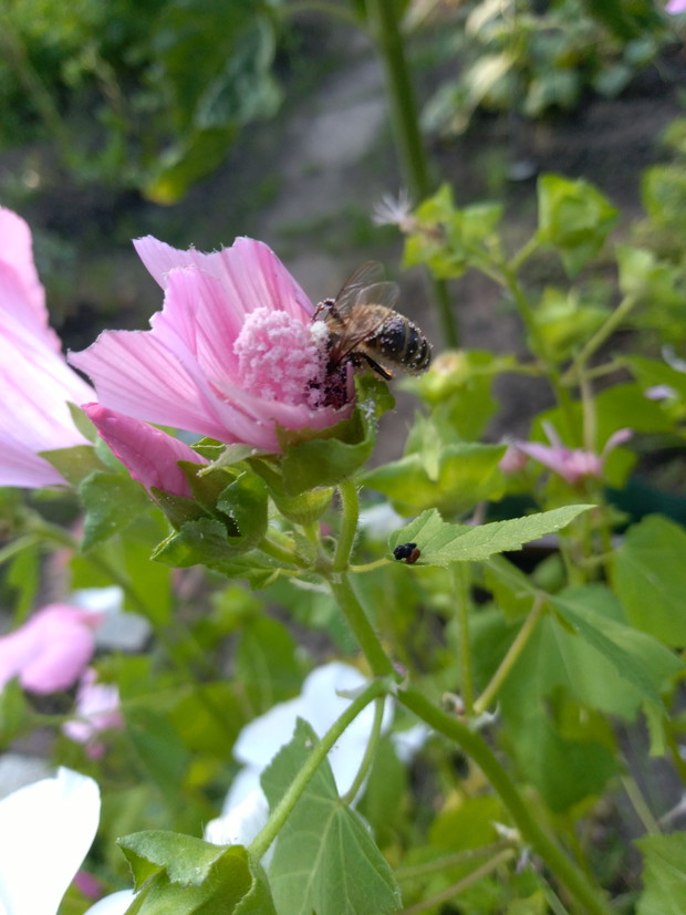 Pszczółka na ślazówce - mile widziany gość na ogródku