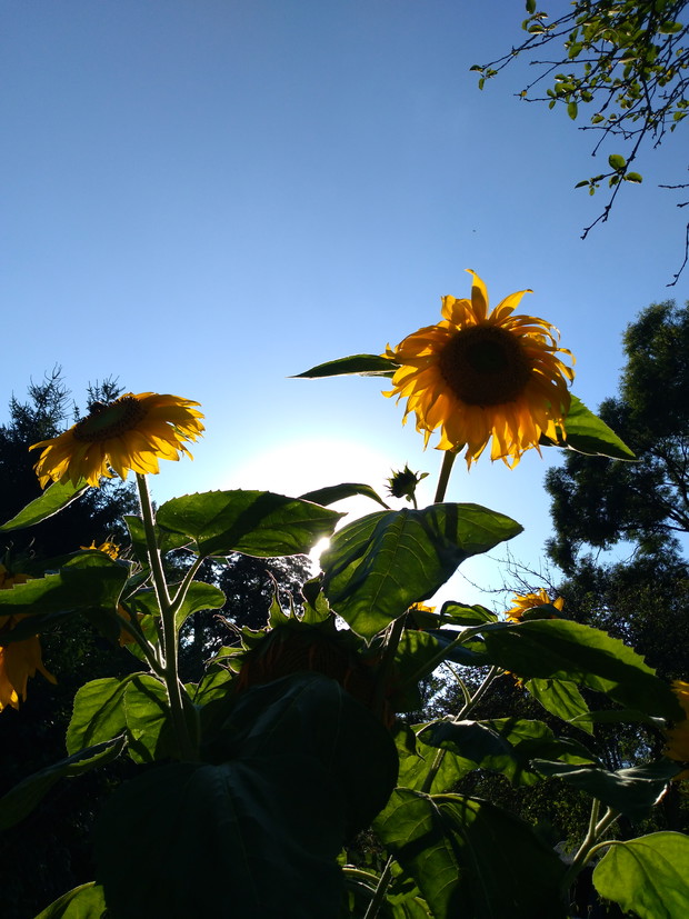 Słoneczniki w promieniach słońca