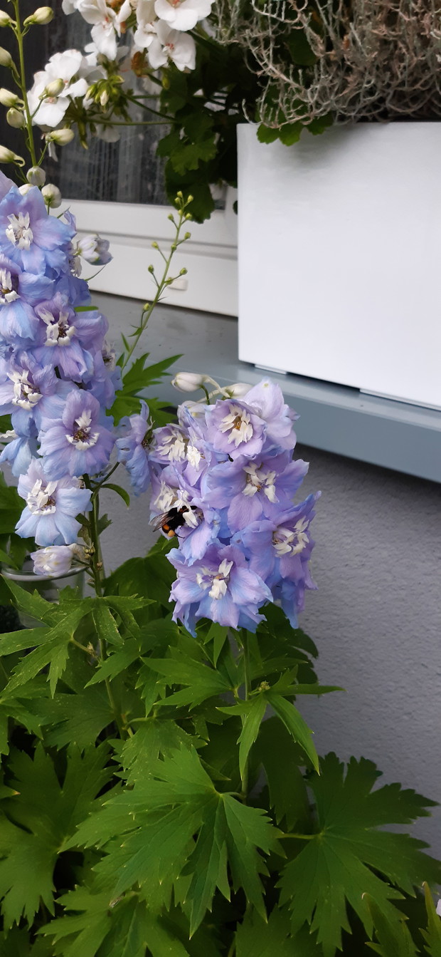 Trzmiel na ostróżce