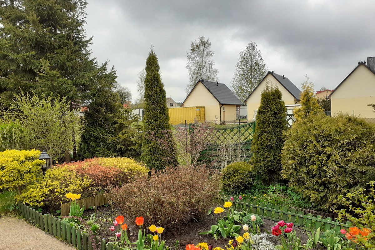 Tulipany