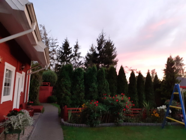 Widok na rabatę z Daliami