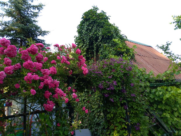 Altanka porośnięta bluszczem