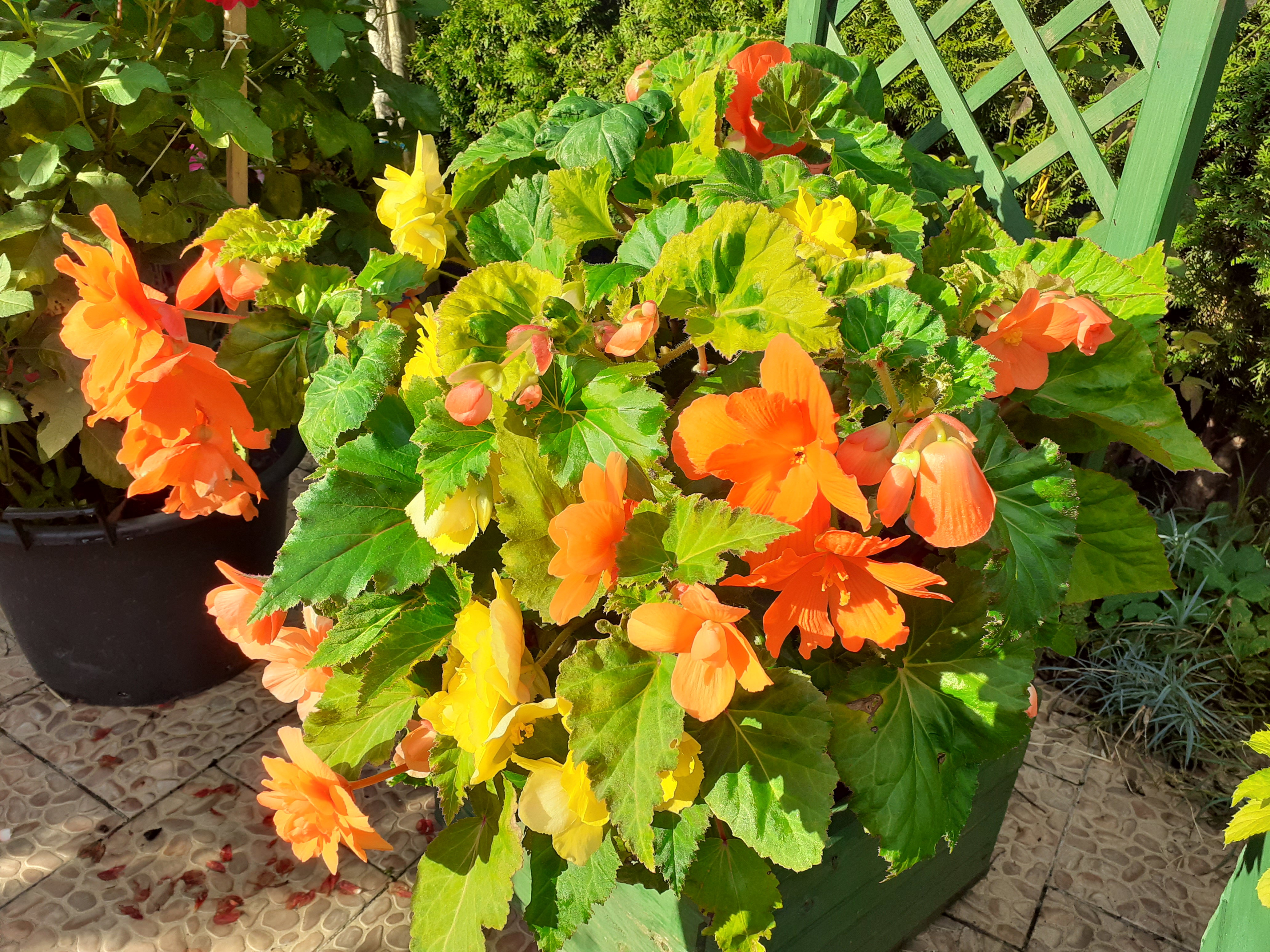 Begonia