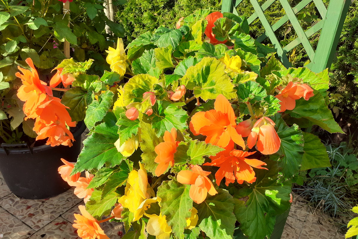 Begonia