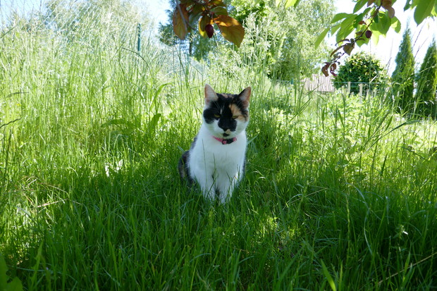 Jej wysokość Stefani