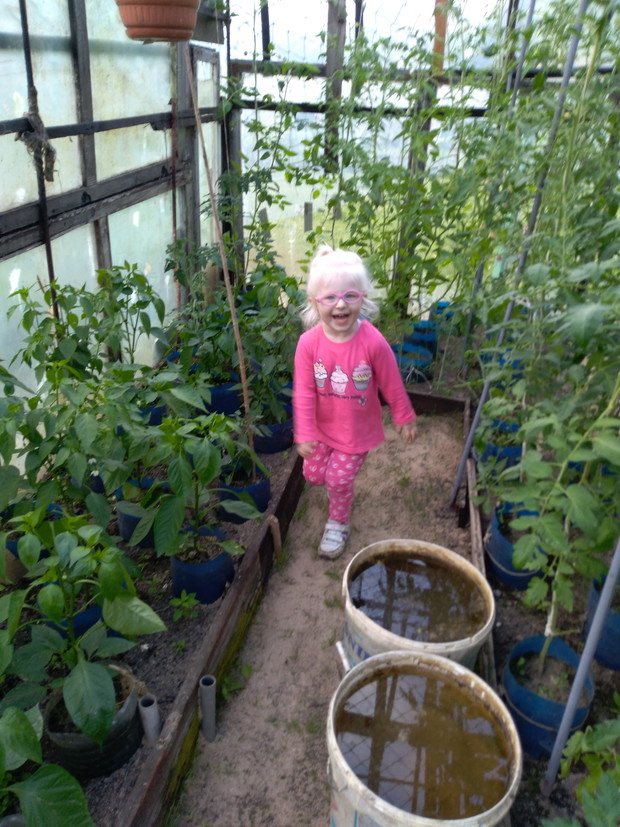 Karolinka podlewa pomidory i paprykę pod folią