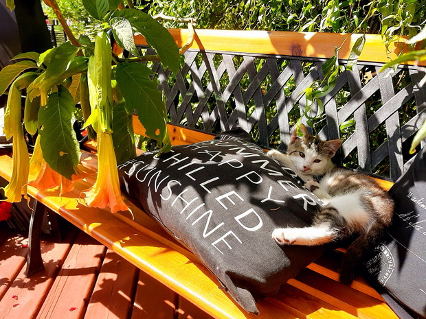 Kitek też ma swoje ulubione miejsce.