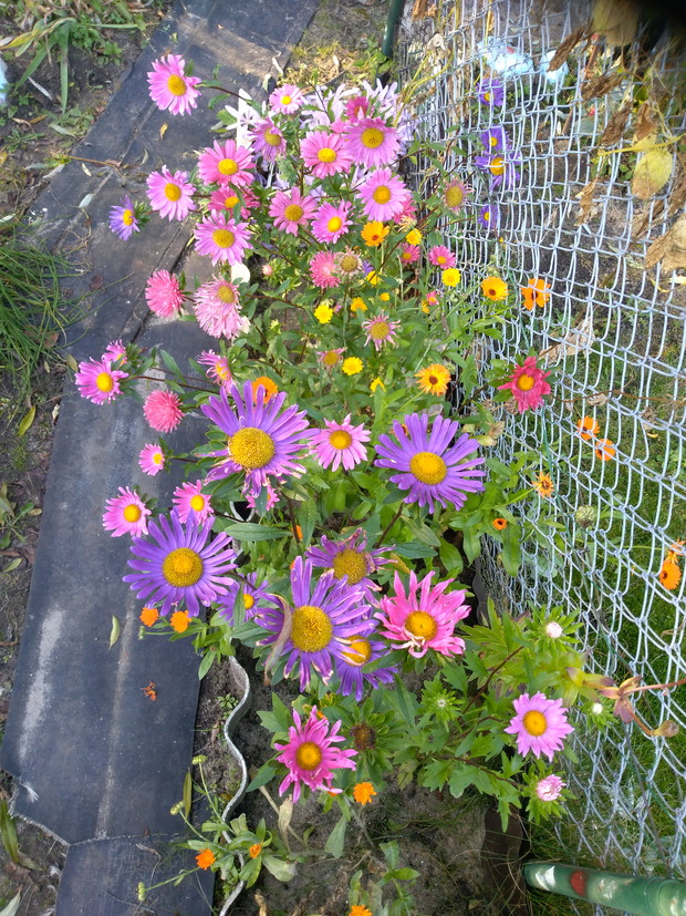 Kwiaty są moją pasją i posiadam mnóstwo odmian