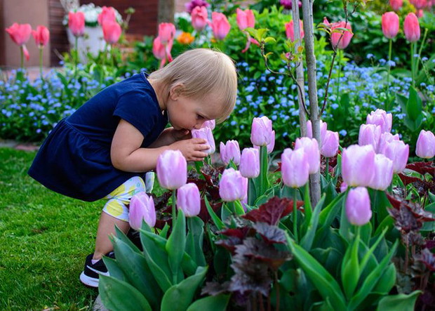 Moja wnusia i tulipany