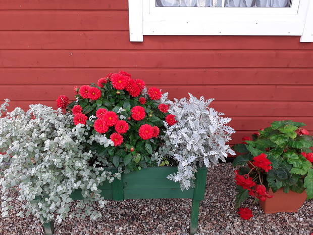 Mrozy, dalia, pelargonia