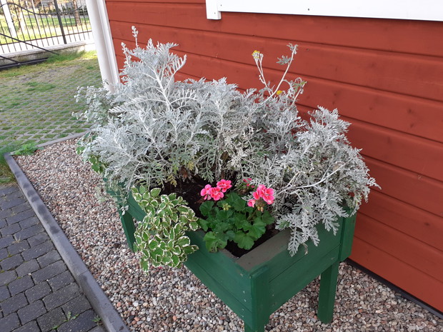 Pelargonia i starzec