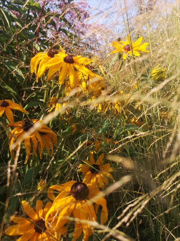 Rudbekie na swobodnej rabacie