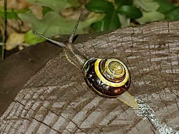 Ślimak - ogrodowy "gość"