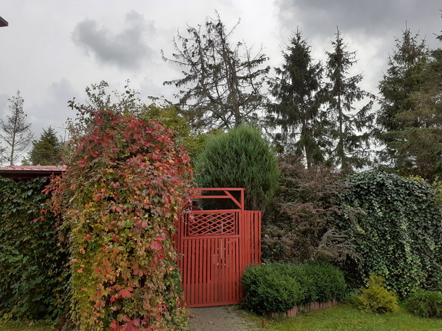 Świerki, wiciokrzew, bluszcz