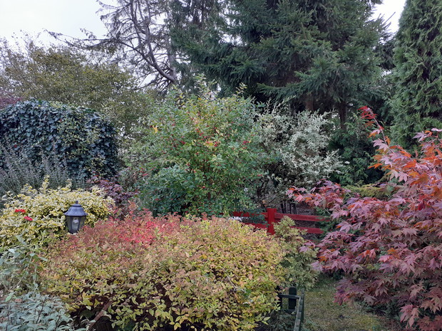 Tawułki, klon, świerki