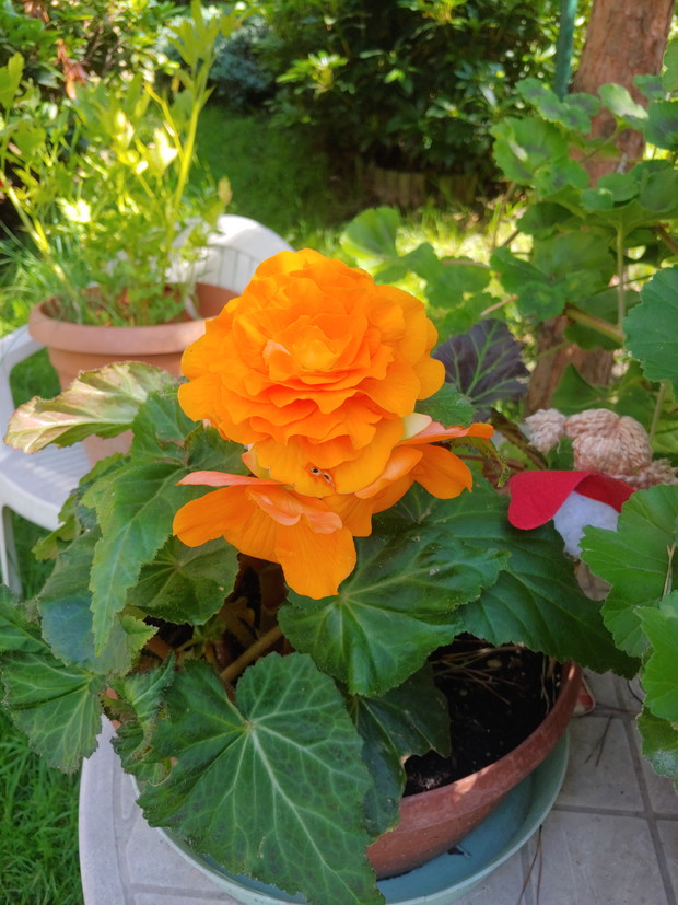Begonia