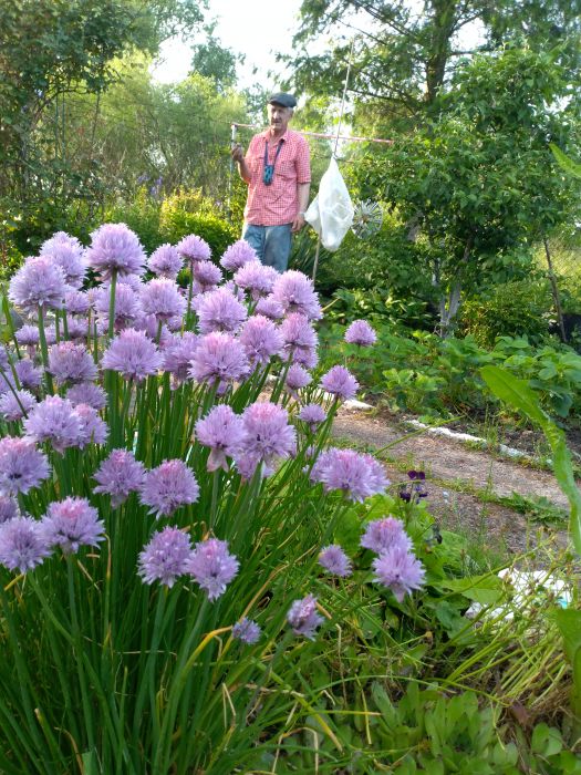 Dziadek Stefan wśród kwiatów czosnku