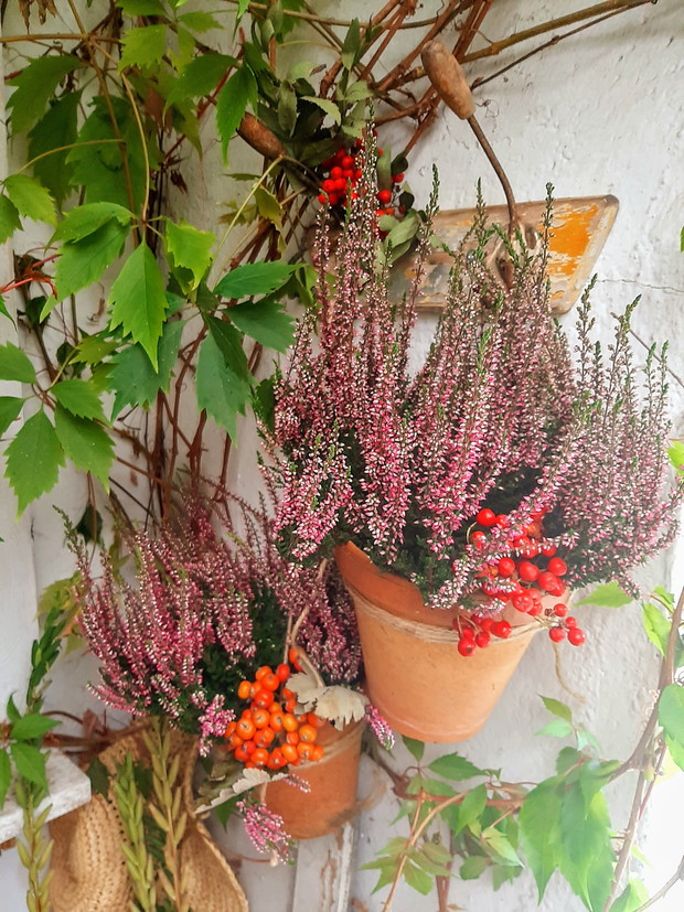 Nie ma Jesienii bez wrzosów.