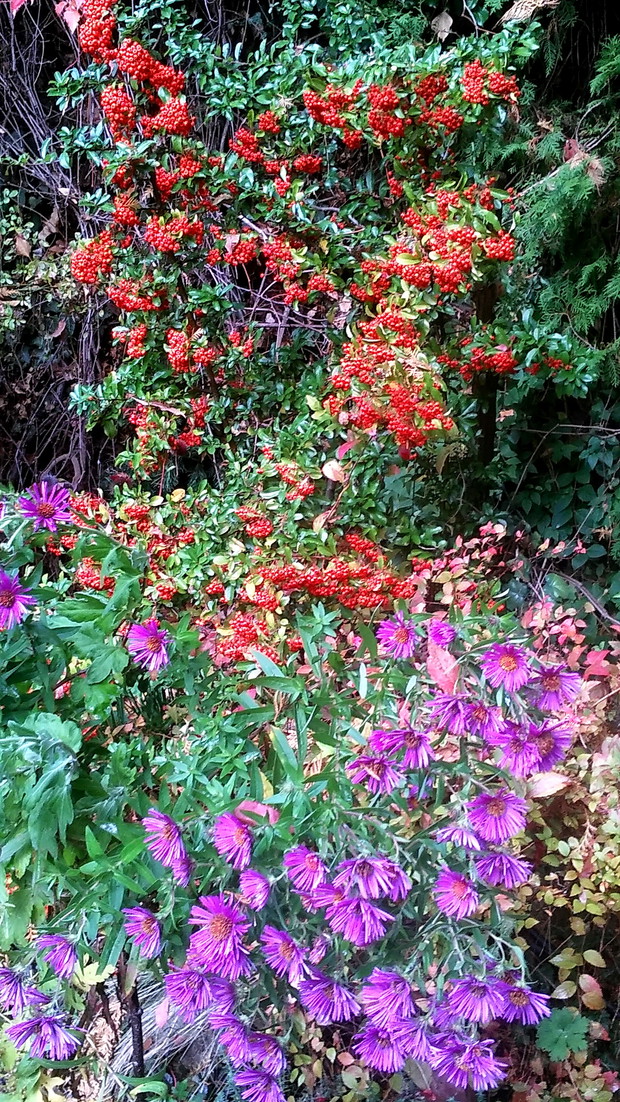 odniki z michałkami