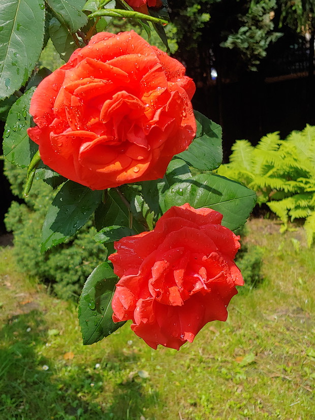 Róża wielkokwiatowa