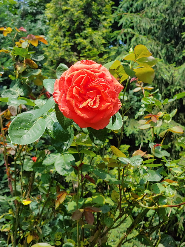 Róża wielkokwiatowa