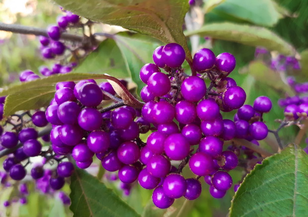 Ametystowa piękność