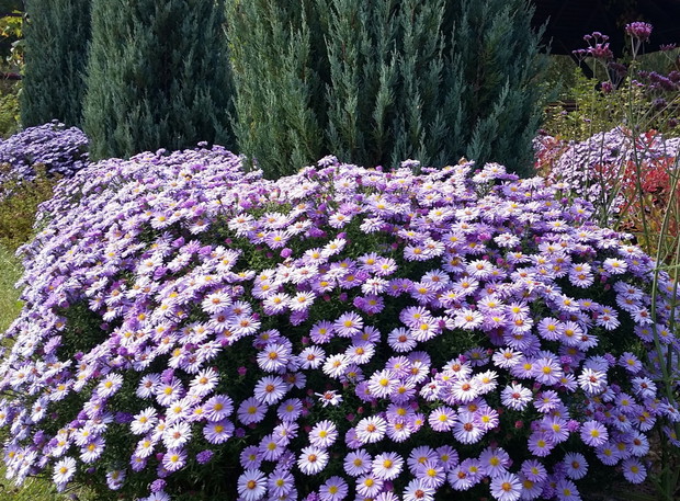 Astry- gwiazdy końca sezonu