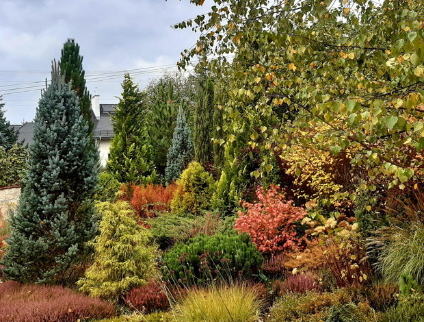 Barwne krzewy na wrzosowisku