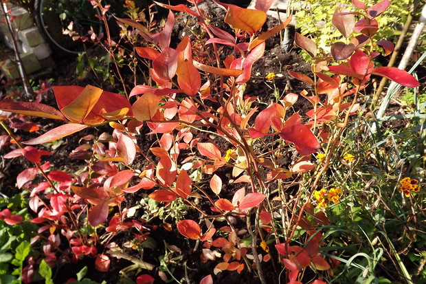 Borówka amerykańska