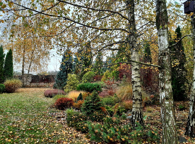 Brzozy- moje ulubione drzewa