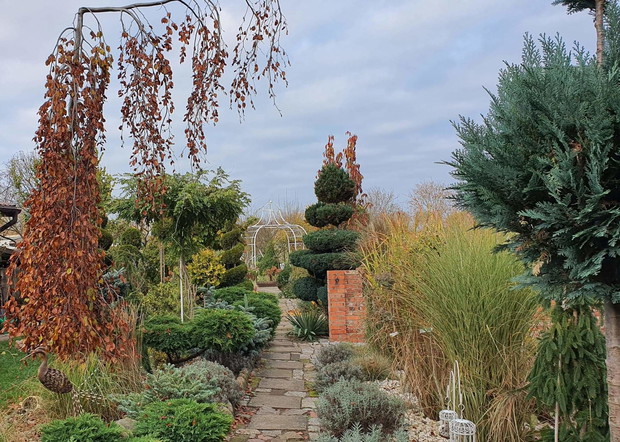 Buk w kolorach jesieni