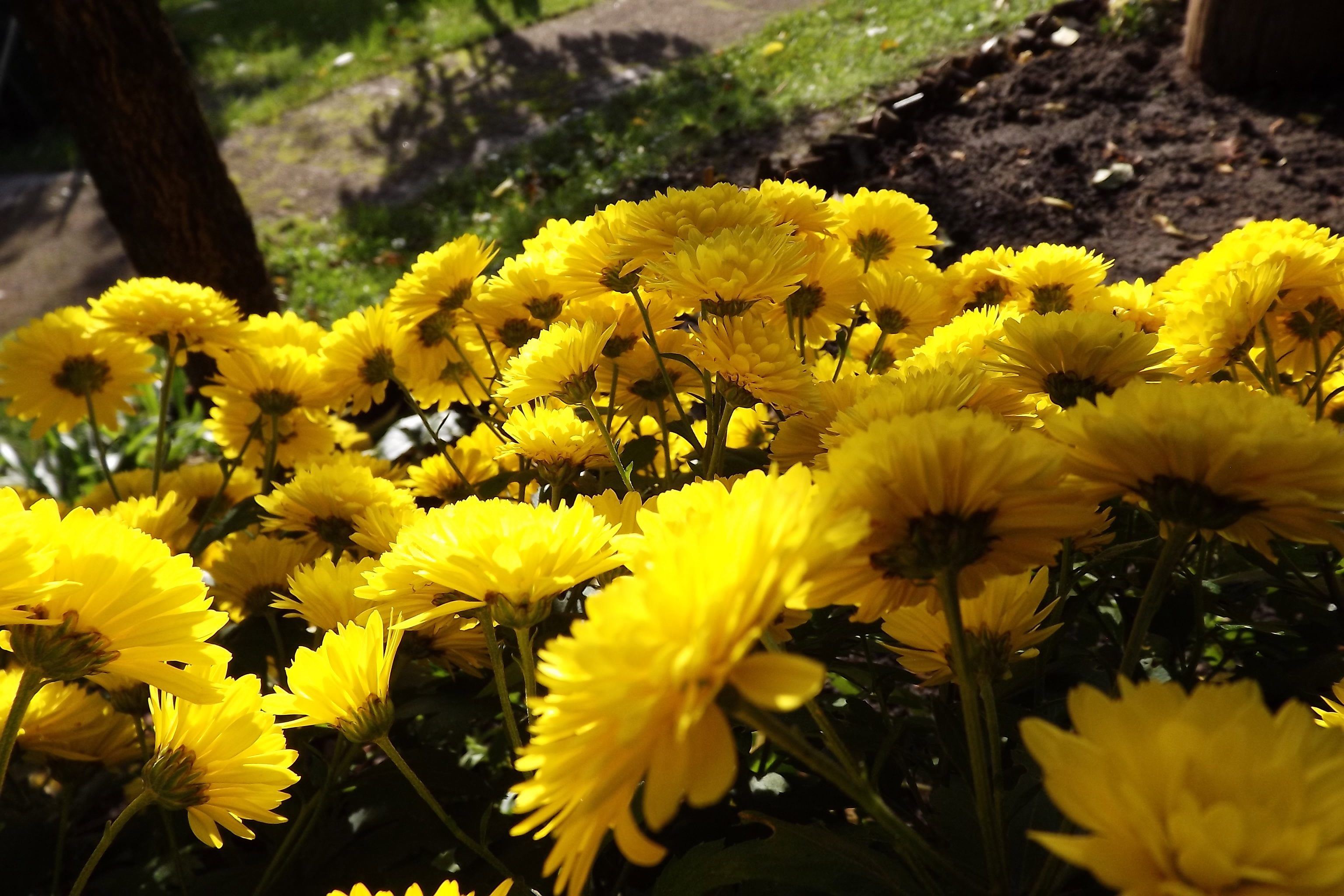 Chryzantemy złociste